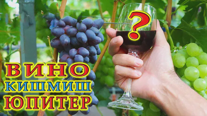 Вино из кишмиш юпитер | Ответы на вопросы