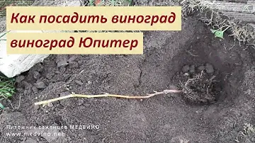 Посадка винограда Юпитер