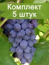 Саженцы винограда Юпитер - Кишмиш (Ранний/Фиолетовый) - 5 шт.